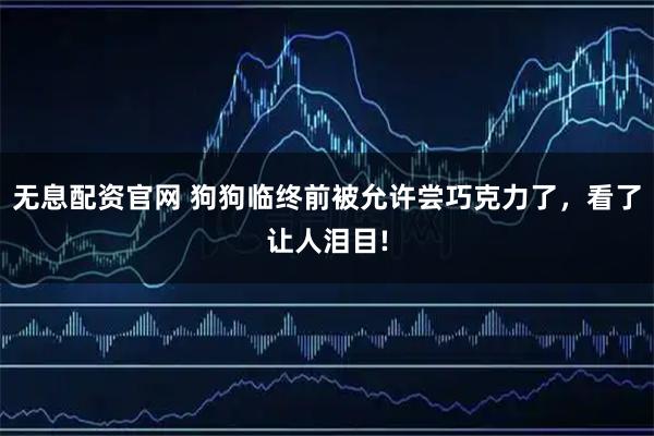 无息配资官网 狗狗临终前被允许尝巧克力了，看了让人泪目!