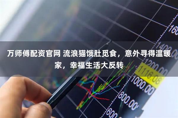 万师傅配资官网 流浪猫饿肚觅食,意外寻得温暖家,幸福生活大反转